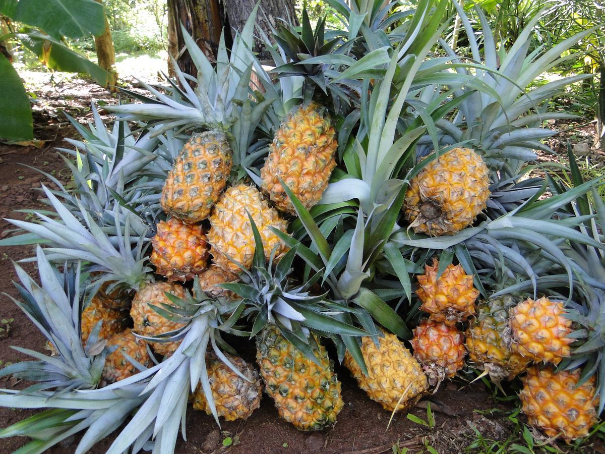 Yasí Yateré Reserva Agroecológica El Soberbio Kültér fotó